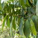 Rawsonia lucida - Photo (c) qgrobler, algunos derechos reservados (CC BY-NC), uploaded by qgrobler