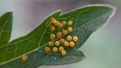 Ophraella communa