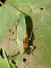 Tettigonia cantans