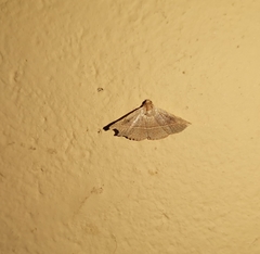 Eublemma brachygonia