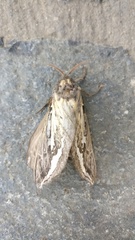 Abantiades atripalpis