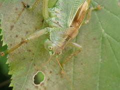 Tettigonia cantans