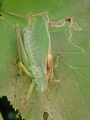 Tettigonia cantans