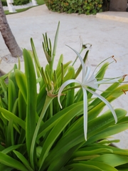 Hymenocallis