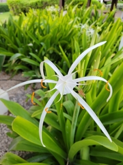 Hymenocallis