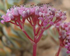 Crassula rupestris rupestris