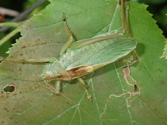 Tettigonia cantans
