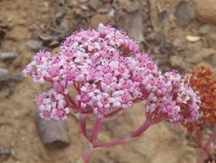 Crassula rupestris rupestris