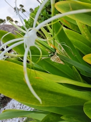 Hymenocallis