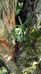 Saxifraga hostii