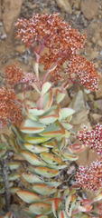 Crassula rupestris rupestris