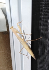 Mantis religiosa