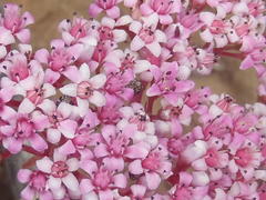 Crassula rupestris rupestris