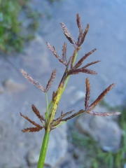 Cyperus denudatus