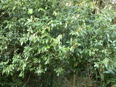 Englerophytum natalense