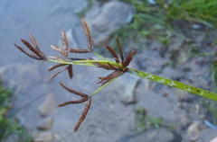 Cyperus denudatus