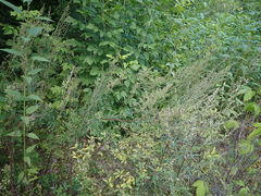 Artemisia mongolica