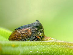 Centrotus