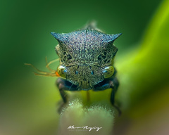 Centrotus