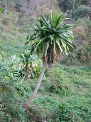 Dracaena aletriformis