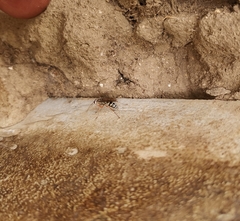 Machaerothrix salticidus