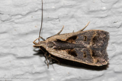 Dichomeris bilobella