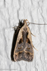 Dichomeris bilobella