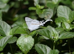 Hypolycaena hatita
