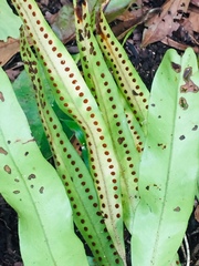 Microgramma percussa