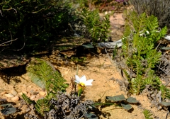 Romulea toximontana