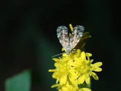 Anthophila fabriciana
