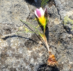 Romulea toximontana