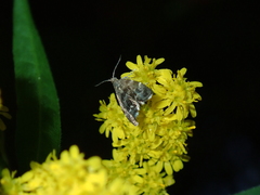 Anthophila fabriciana
