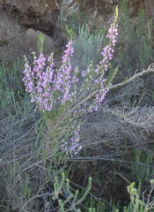 Erica newdigatei