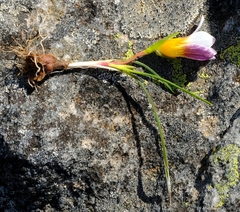 Romulea toximontana