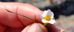 Romulea toximontana