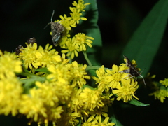 Anthophila fabriciana