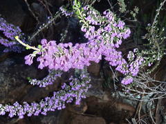 Erica newdigatei