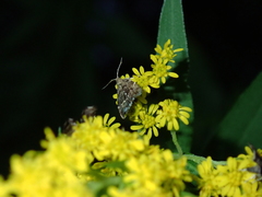 Anthophila fabriciana