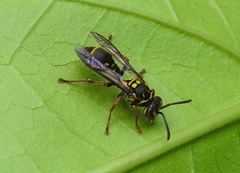 Ropalidia flavopicta