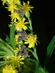 Anthophila fabriciana