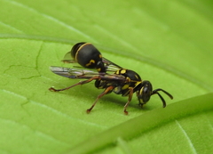 Ropalidia flavopicta