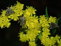 Anthophila fabriciana