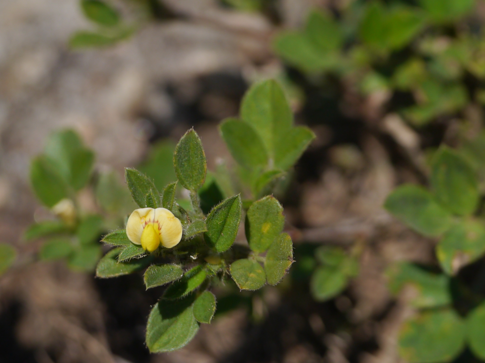 Stylosanthes scabra Vogel