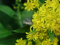 Anthophila fabriciana