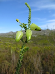 Erica urna-viridis