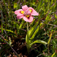 Moraea tricolor