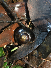 Victaphanta compacta
