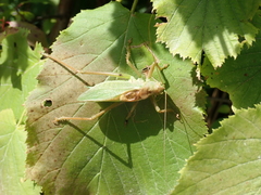 Tettigonia cantans