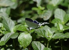 Hypolycaena hatita